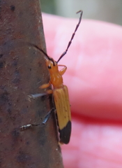 Stenoderus ostricilla
