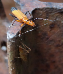 Stenoderus ostricilla