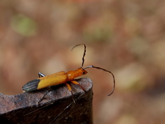 Stenoderus ostricilla