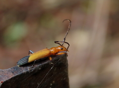 Stenoderus ostricilla