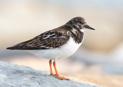 Ruddy Turnstone photo 1