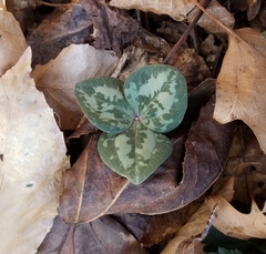 Trillium decumbens