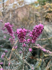 Erica carnea
