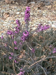 Erica carnea