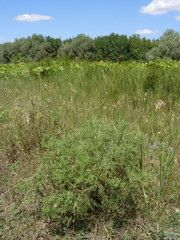 Silaum