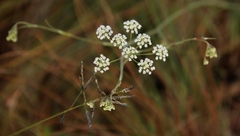 Pimpinella caffra