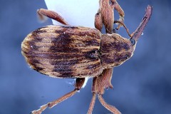 Anthonomus rectirostris