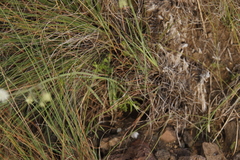 Pimpinella caffra