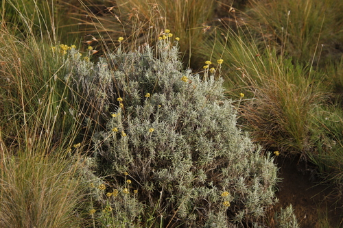 Image of Helichrysum splendidum by (c) Tony Rebelo, some rights reserved (CC BY-SA)