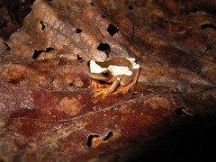 Dendropsophus leucophyllatus
