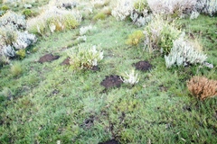 Cryptomys hottentotus