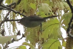 Polioptila caerulea caerulea