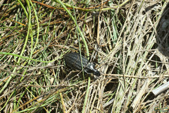 Carabus clatratus