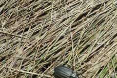 Carabus clatratus