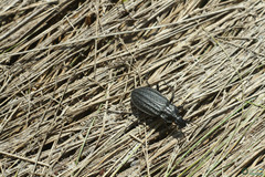 Carabus clatratus