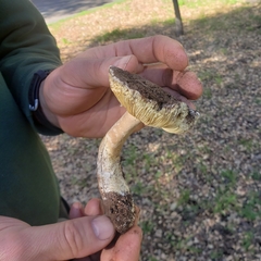 Leucoagaricus amanitoides
