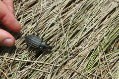 Carabus clatratus