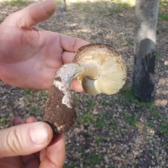 Leucoagaricus amanitoides