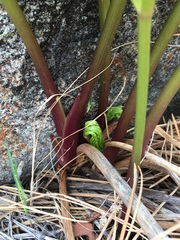 Angelica lineariloba