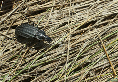 Carabus clatratus