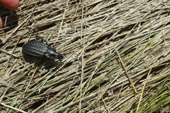 Carabus clatratus