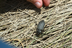 Carabus clatratus