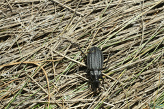 Carabus clatratus