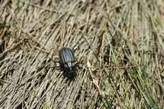Carabus clatratus