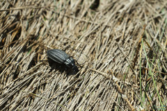 Carabus clatratus