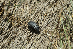 Coleoptera