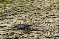 Coleoptera