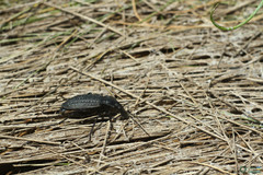 Carabus clatratus