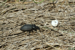 Carabus clatratus