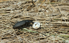 Carabus clatratus