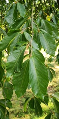 Fagus longipetiolata