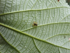 Sassacus