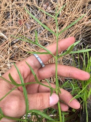 Angelica lineariloba