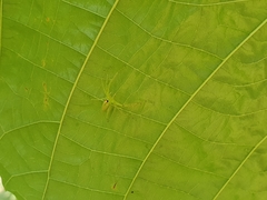 Lyssomanes