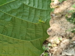 Lyssomanes