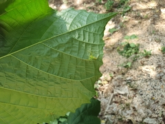 Lyssomanes