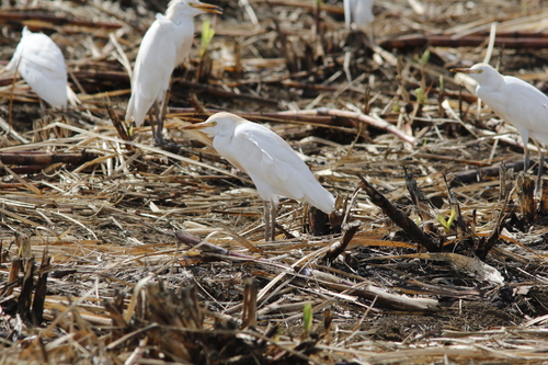 Western Cattle-Egret