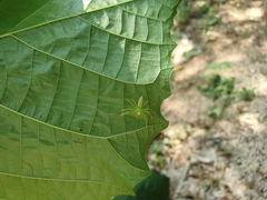 Lyssomanes