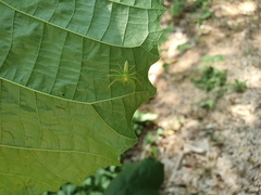 Lyssomanes