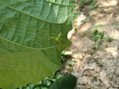 Lyssomanes