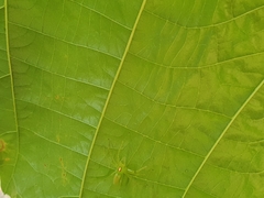 Lyssomanes