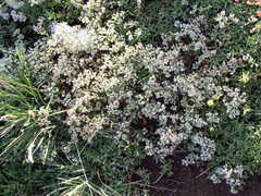 Scleranthus perennis