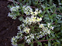 Scleranthus perennis