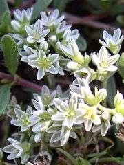 Scleranthus perennis