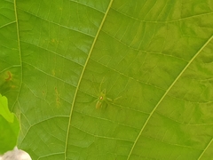 Lyssomanes