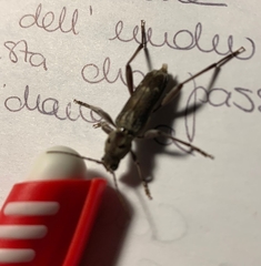 Xylotrechus stebbingi